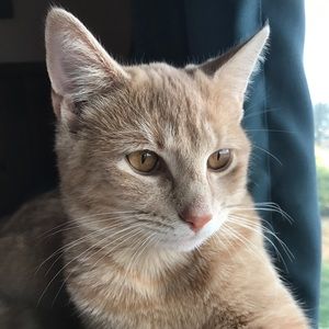 Meet your Posher, Laine